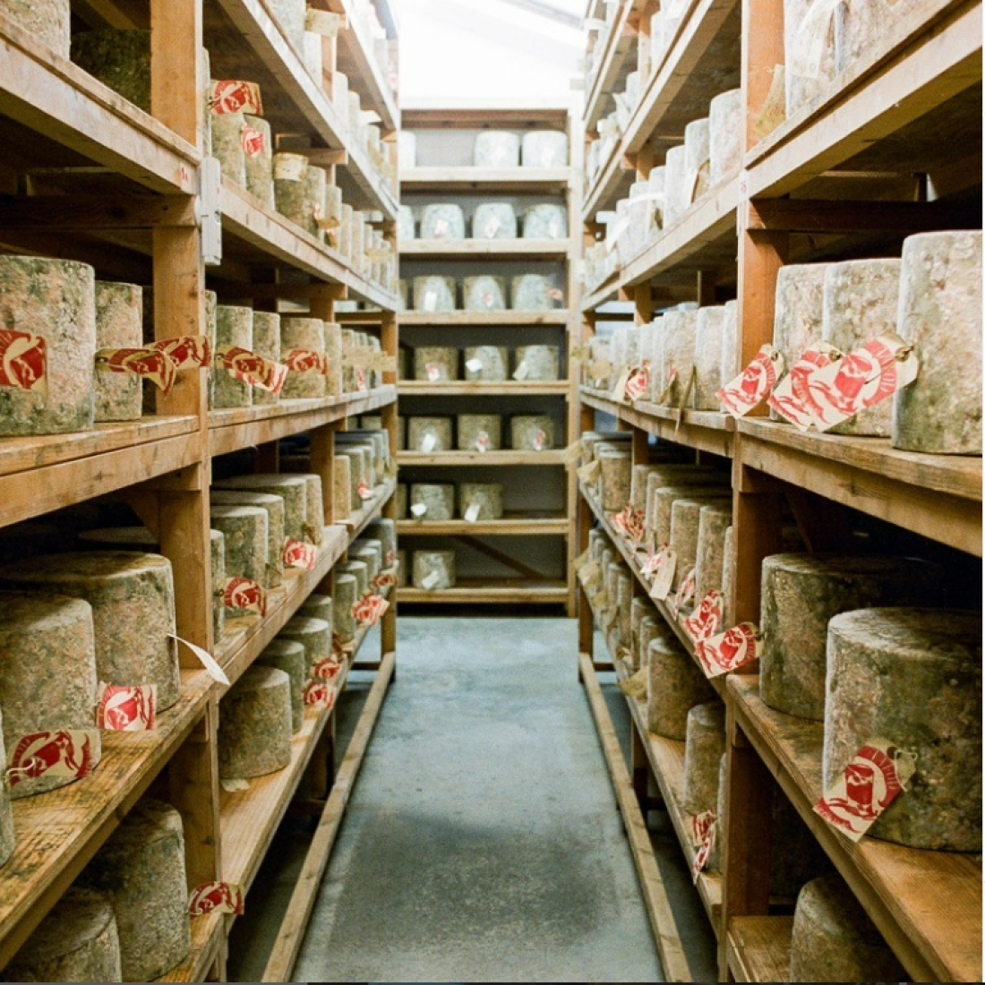 A room with shelves full of cheddar cheese wheels with red and white tags.